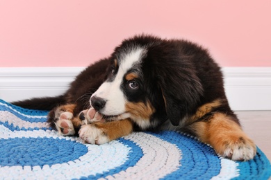 Photo of Adorable Bernese Mountain Dog puppy on rug indoors