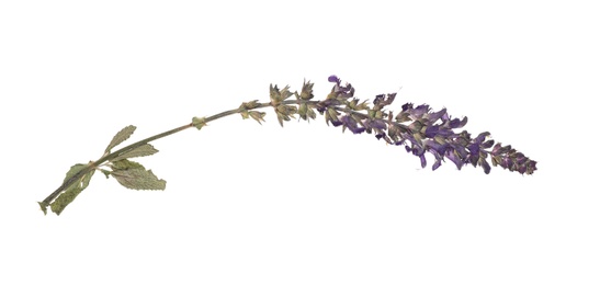 Photo of Dried meadow flower on white background, top view