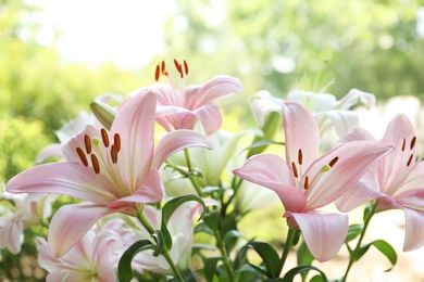 Photo of Beautiful blooming lily flowers in garden, closeup