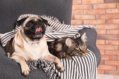 Photo of Cute cat and pug dog with blanket in armchair at home. Cozy winter