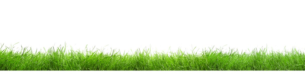 Image of Beautiful lush green grass on white background. Banner design