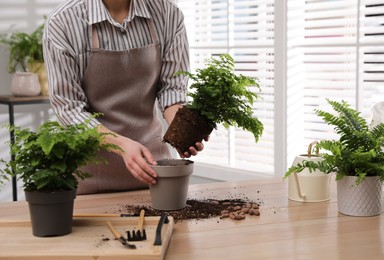 Photo of Woman planting fern at wooden table indoors, closeup