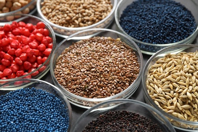 Photo of Petri dishes with treated seeds on table. Laboratory analysis