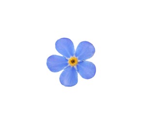Photo of Beautiful blue Forget-me-not flower isolated on white
