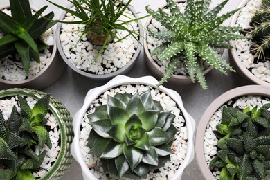 Photo of Different house plants in pots on grey table, flat lay