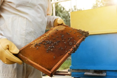 Photo of Beekeeper in uniform with honey frame at apiary, closeup