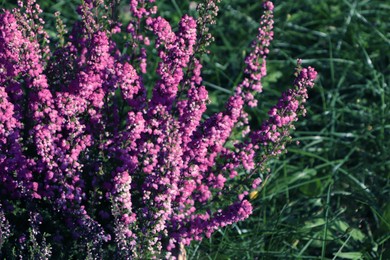 Photo of Heather shrub with beautiful blooming flowers outdoors on sunny day, closeup