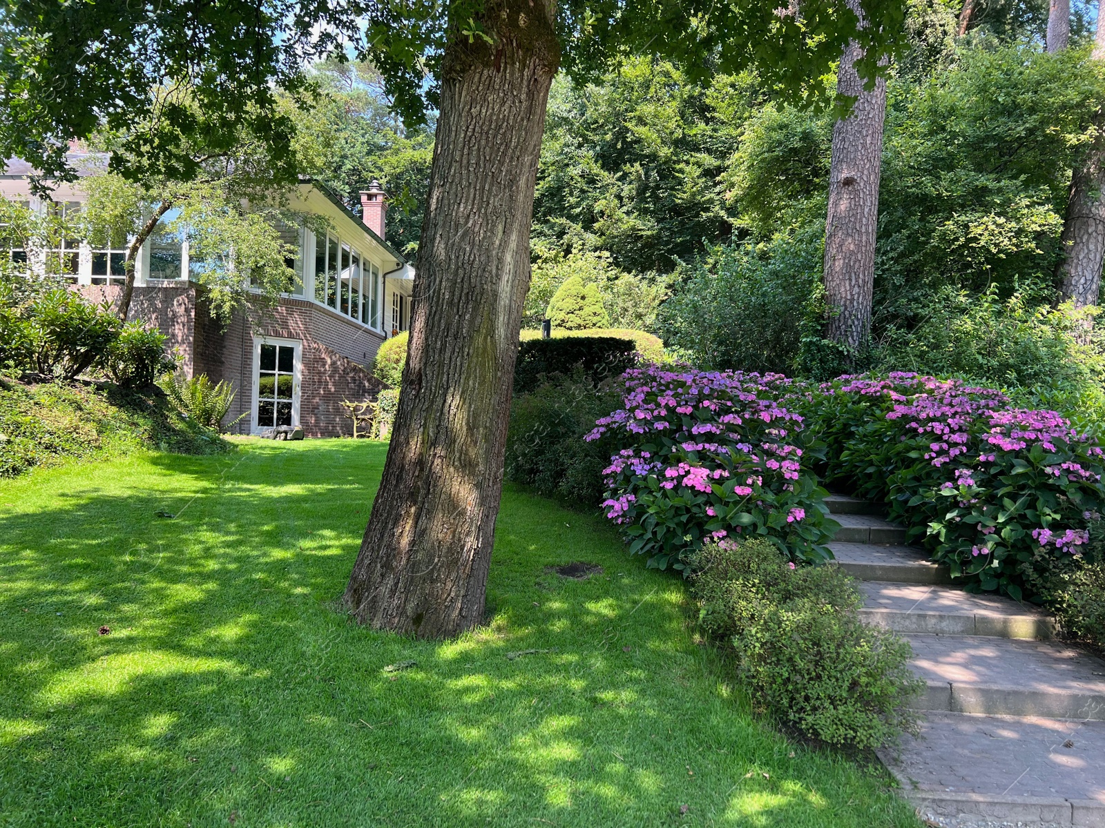 Photo of Pathway among beautiful hydrangea shrubs with violet flowers outdoors