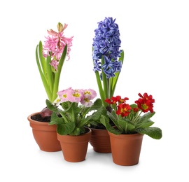 Photo of Different beautiful potted flowers on white background