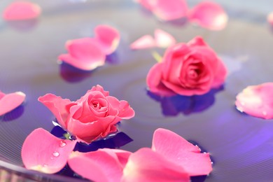 Photo of Pink roses and petals in bowl with water, closeup