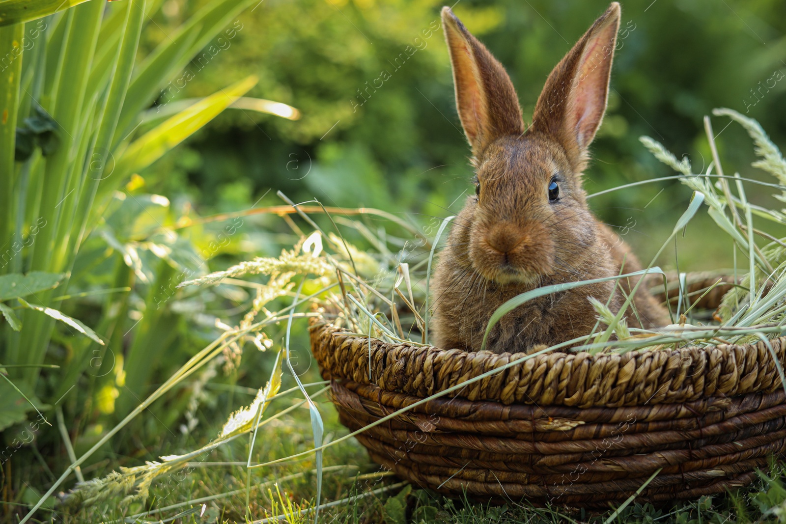 Photo of Cute fluffy rabbit in wicker bowl with dry grass outdoors. Space for text