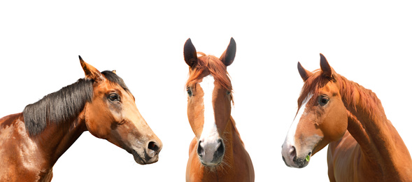 Image of Beautiful pet horses on white background, closeup view