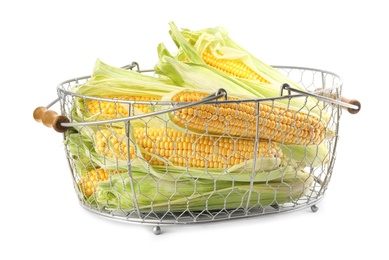 Photo of Ripe raw corn cobs in metal basket on white background