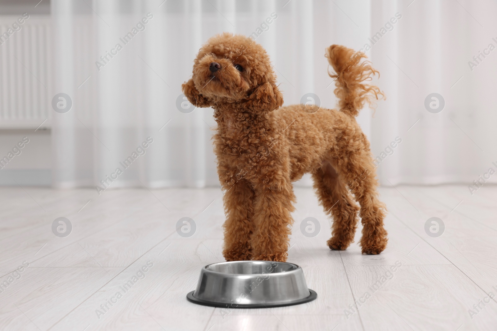 Photo of Cute Maltipoo dog near feeding bowl indoors. Lovely pet