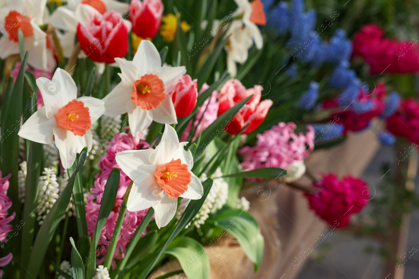 Photo of Many different flowers in wooden crate, closeup. Spring season