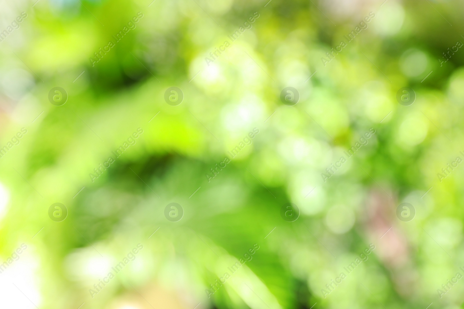 Photo of Abstract nature green background with sun rays, bokeh effect