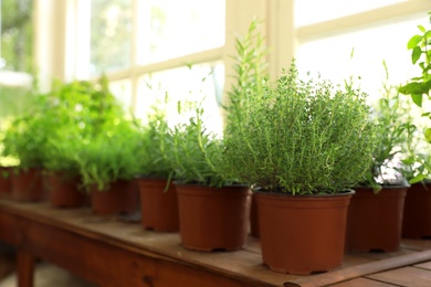 Photo of Fresh potted home plants on wooden window sill, space for text