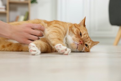 Woman petting cute ginger cat on floor at home, closeup