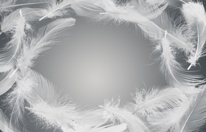 Image of Fluffy bird feathers in air on grey background, space for text