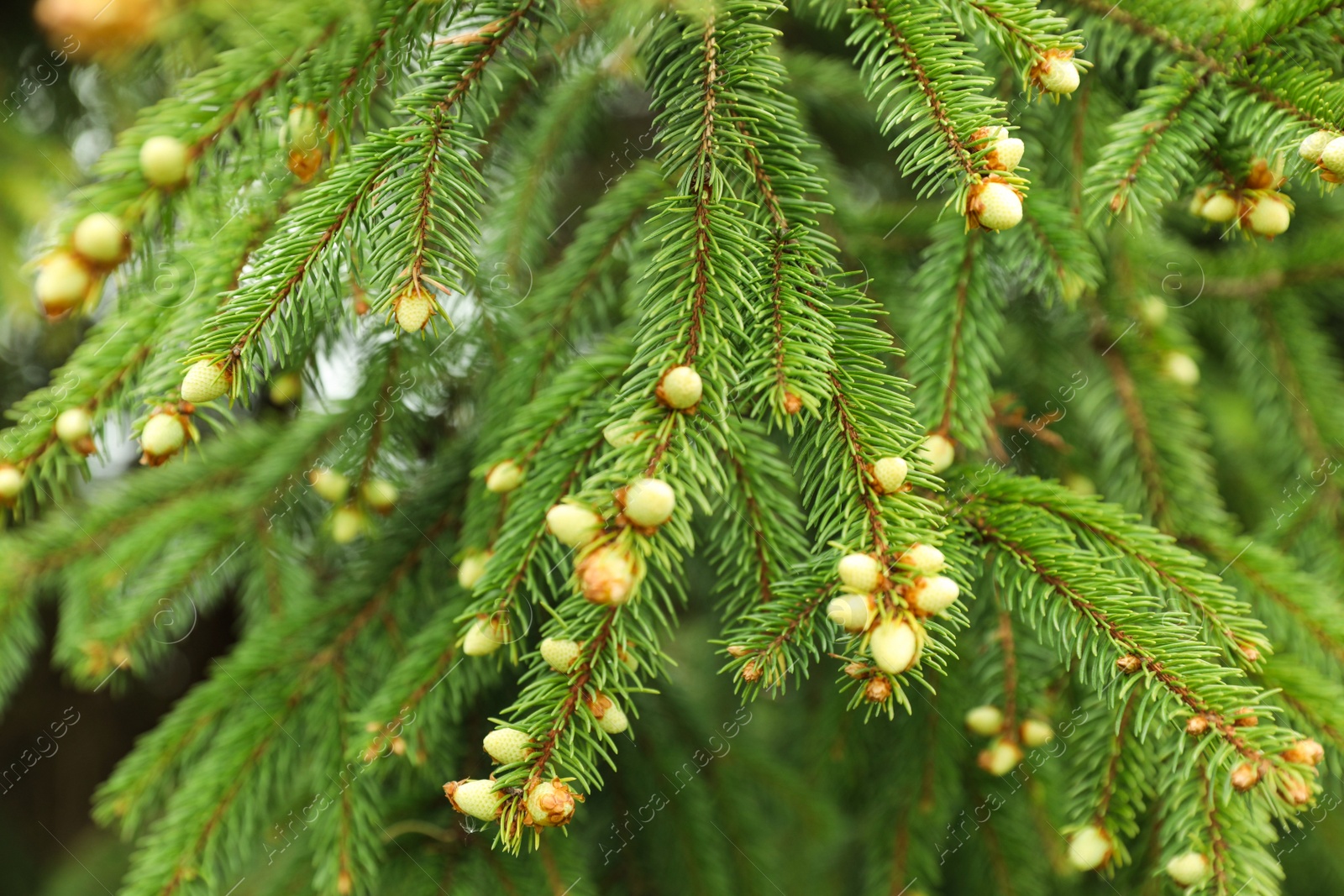 Photo of Green branches of beautiful conifer tree with small cones outdoors, closeup