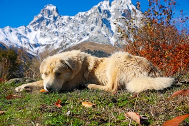 Photo of Adorable dog in mountains on sunny day