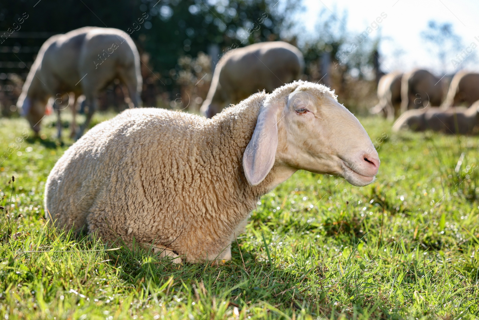 Photo of Cute sheep grazing outdoors on sunny day. Farm animals