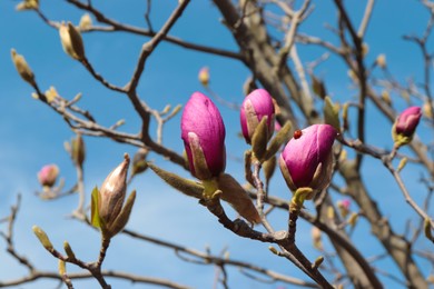 Ladybug on beautiful blossom of magnolia tree against blue sky, closeup