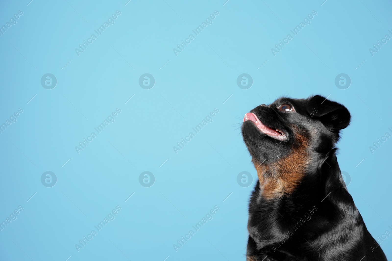 Photo of Adorable black Petit Brabancon dog on light blue background, space for text