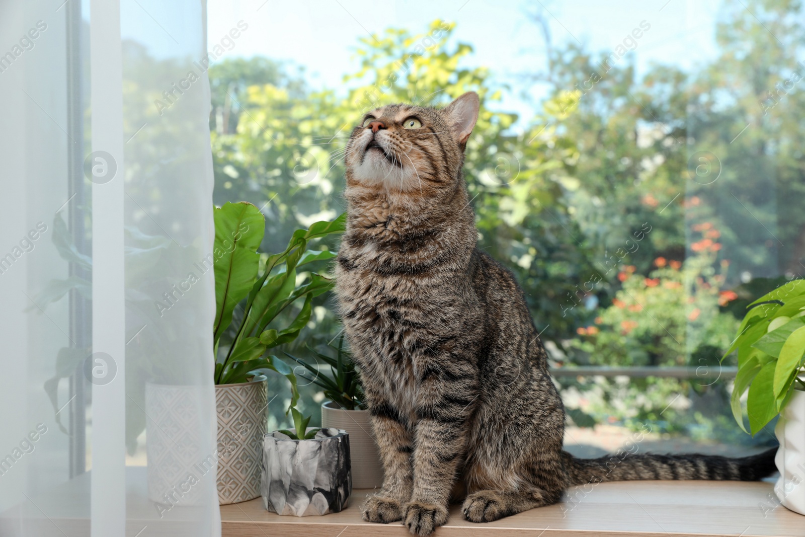 Photo of Cute tabby cat on window sill indoors
