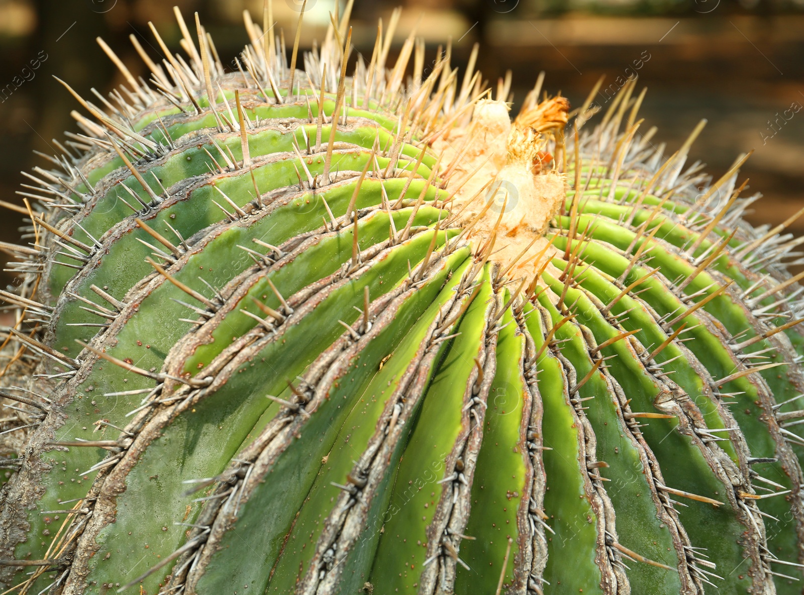 Photo of Closeup view of beautiful cactus on sunny day. Tropical plant