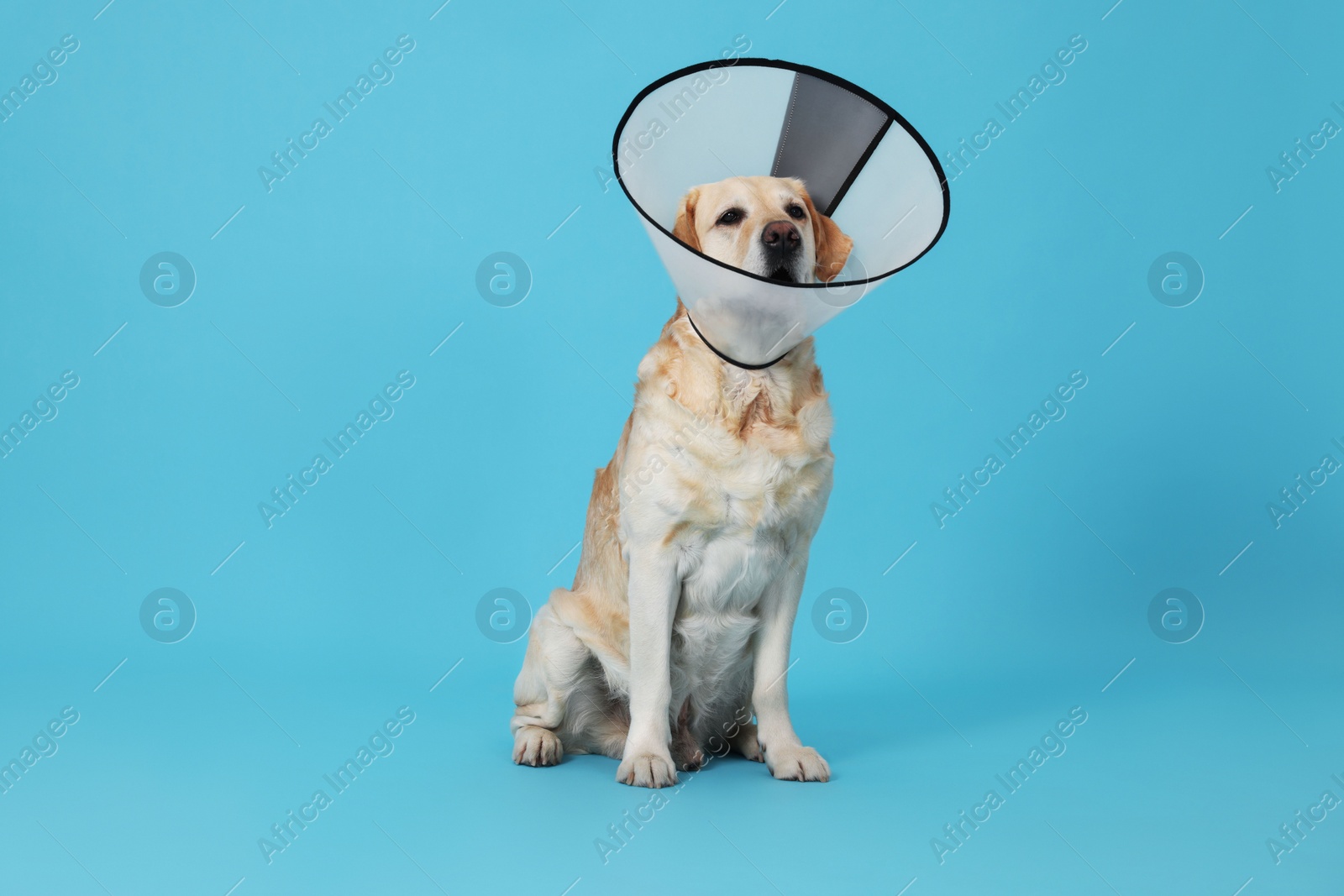 Photo of Cute Labrador Retriever with protective cone collar on light blue background