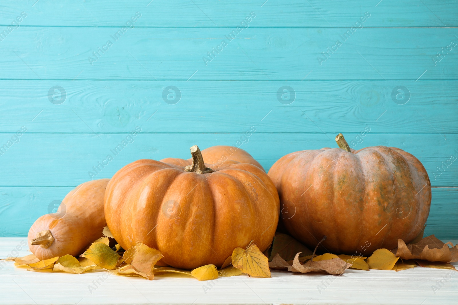 Photo of Ripe pumpkins on table against blue wooden background. Holiday decoration