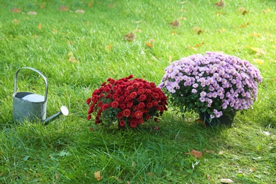 Photo of Beautiful colorful chrysanthemum flowers and watering can on green grass