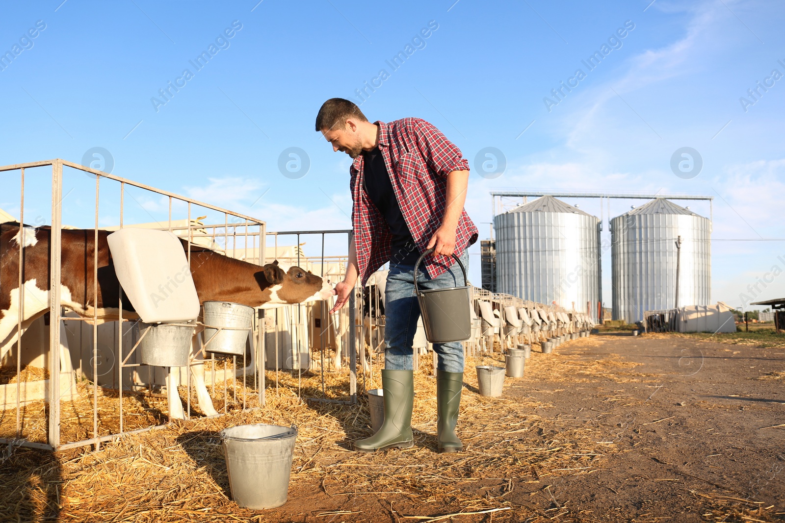 Photo of Worker stroking cute little calf on farm. Animal husbandry