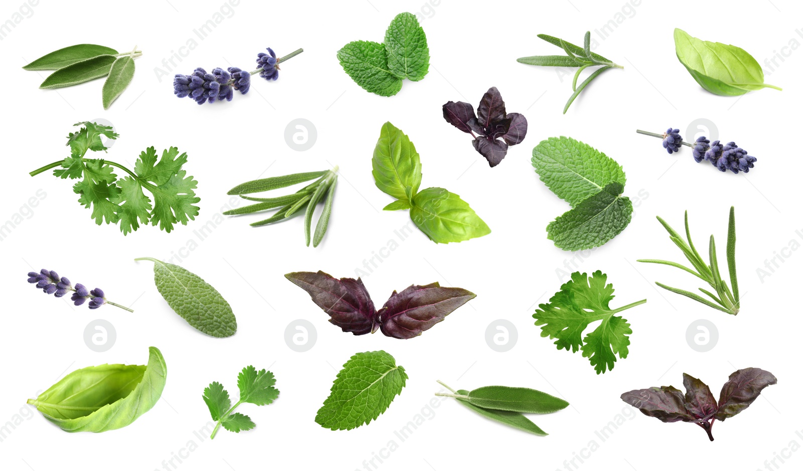 Image of Collection of different aromatic herbs on white background