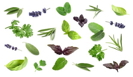 Image of Collection of different aromatic herbs on white background