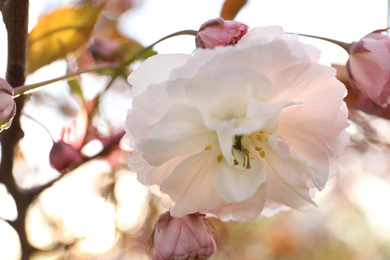 Blossoming pink sakura tree outdoors on spring day, closeup