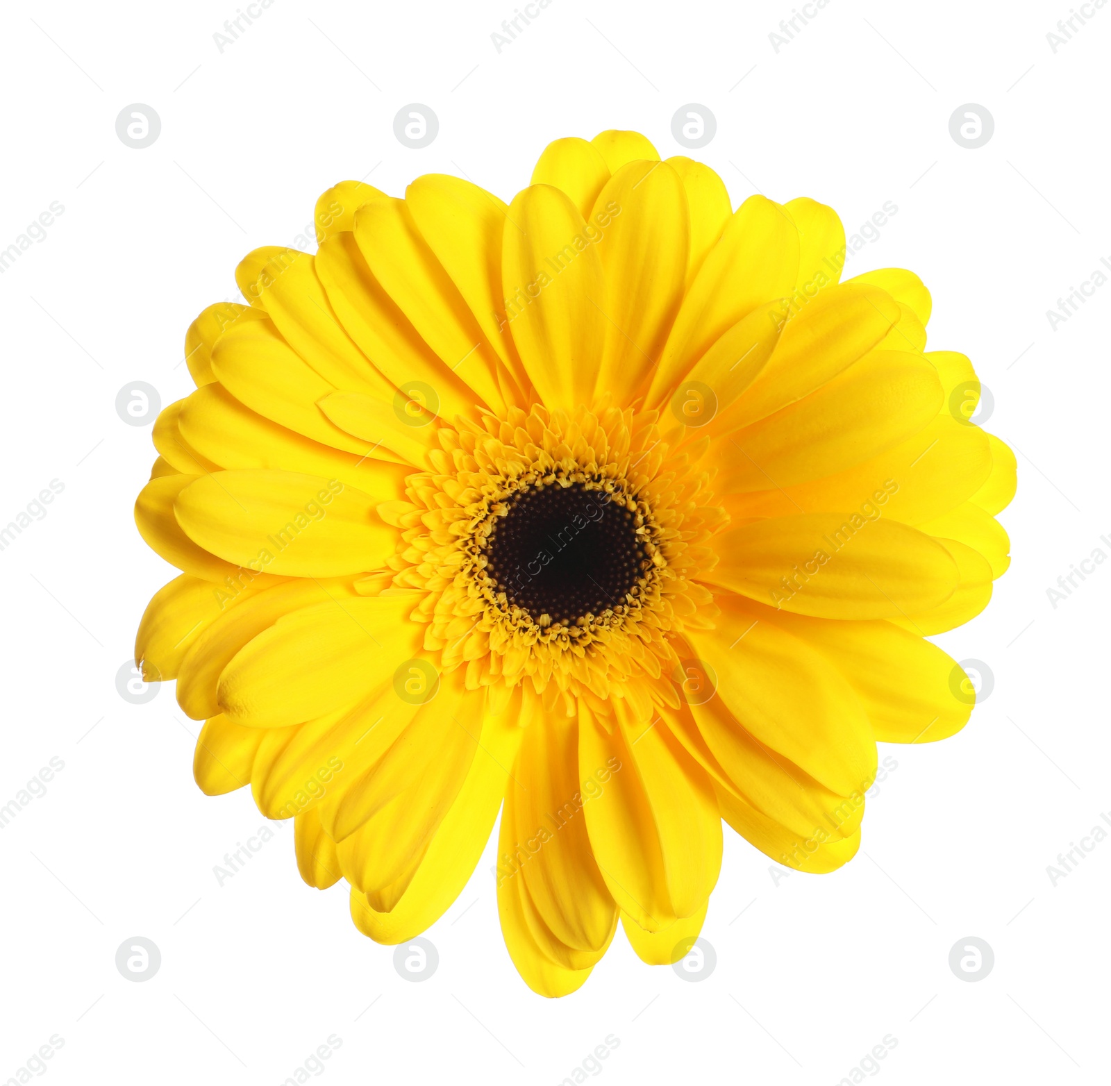 Photo of Beautiful yellow gerbera flower isolated on white