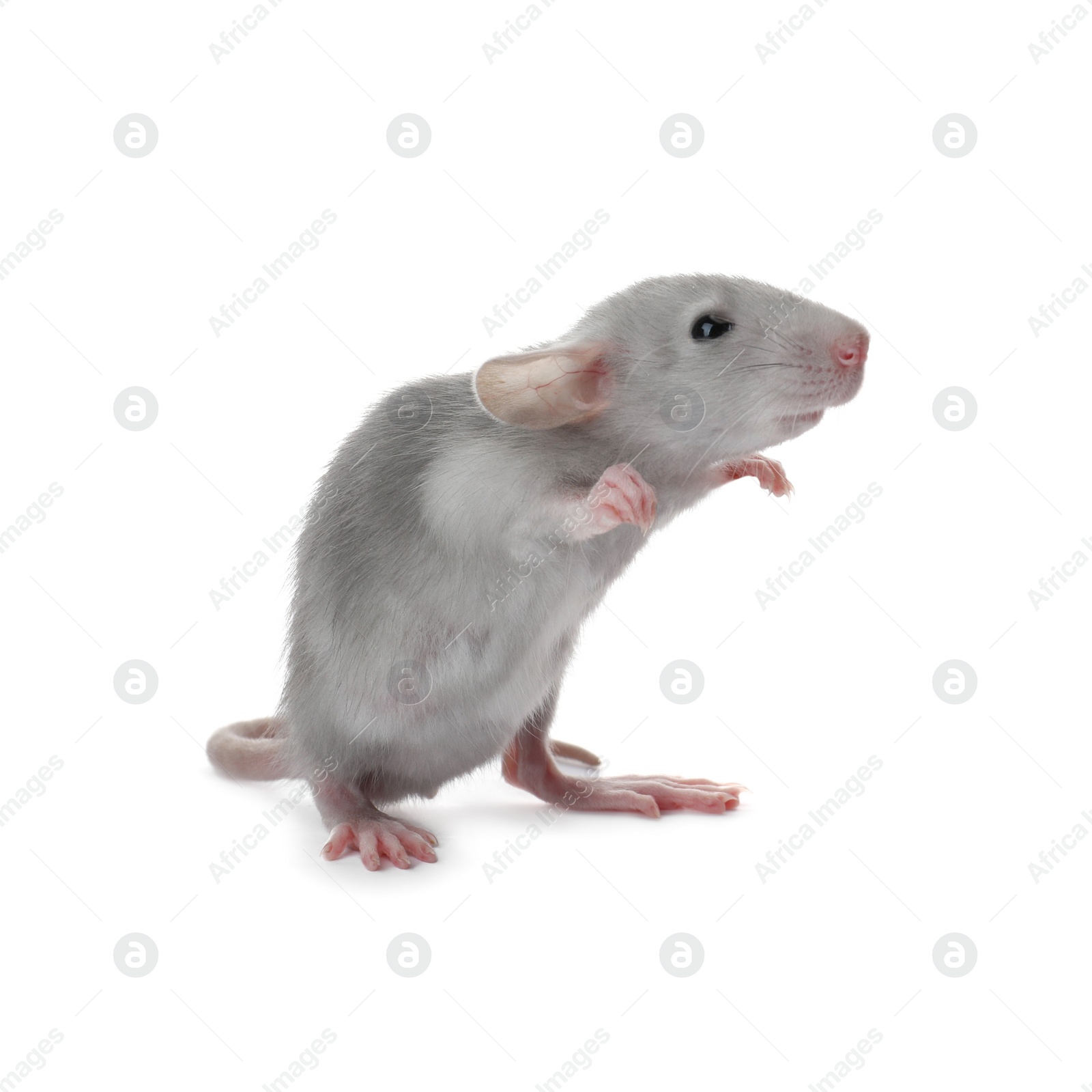 Photo of Small fluffy grey rat on white background