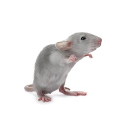 Small fluffy grey rat on white background