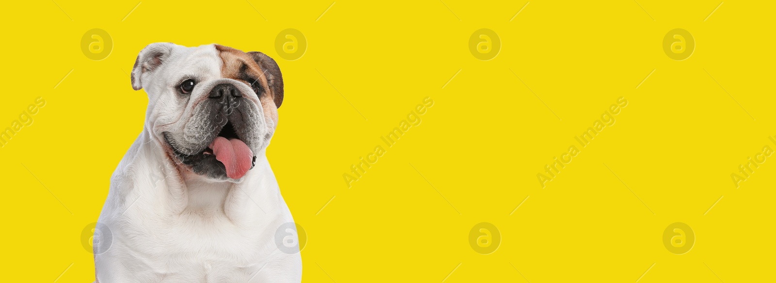 Image of Happy pet. Cute English bulldog smiling on yellow background, space for text. Banner design