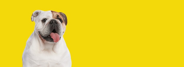 Happy pet. Cute English bulldog smiling on yellow background, space for text. Banner design