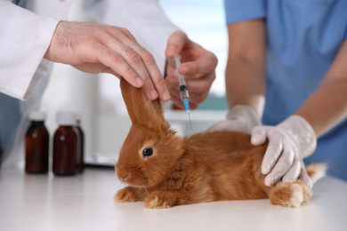 Professional veterinarians vaccinating bunny in clinic, closeup