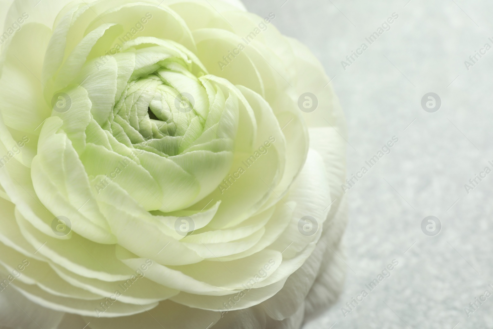 Photo of Beautiful ranunculus flower, closeup