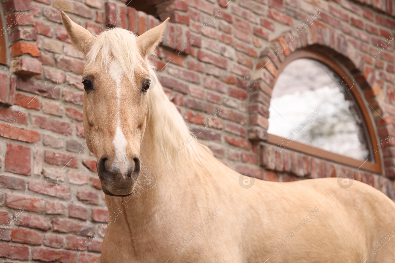 Photo of Adorable horse near brick building outdoors. Lovely domesticated pet