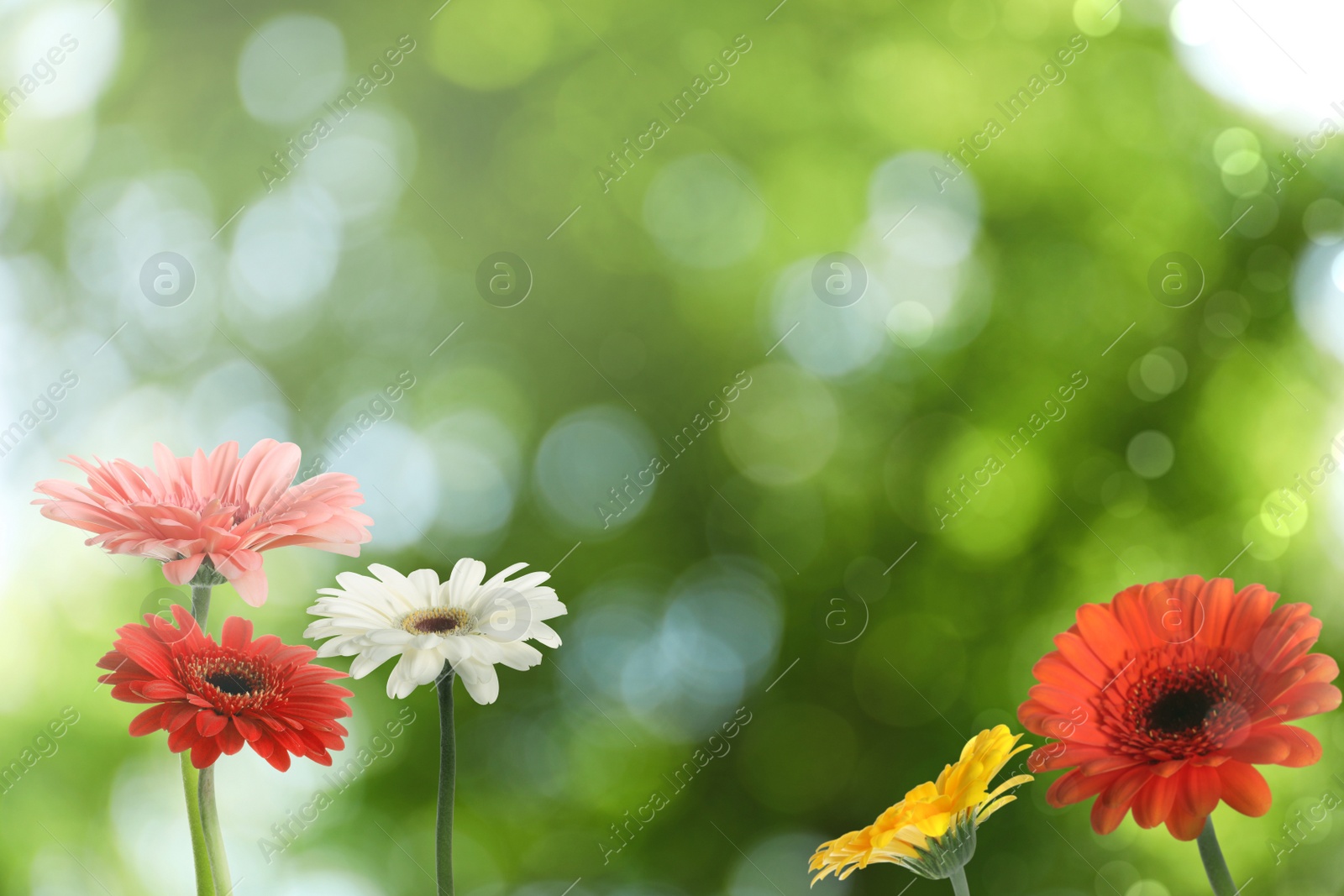 Image of Beautiful colorful gerbera flowers outdoors on sunny day, bokeh effect