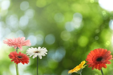 Image of Beautiful colorful gerbera flowers outdoors on sunny day, bokeh effect