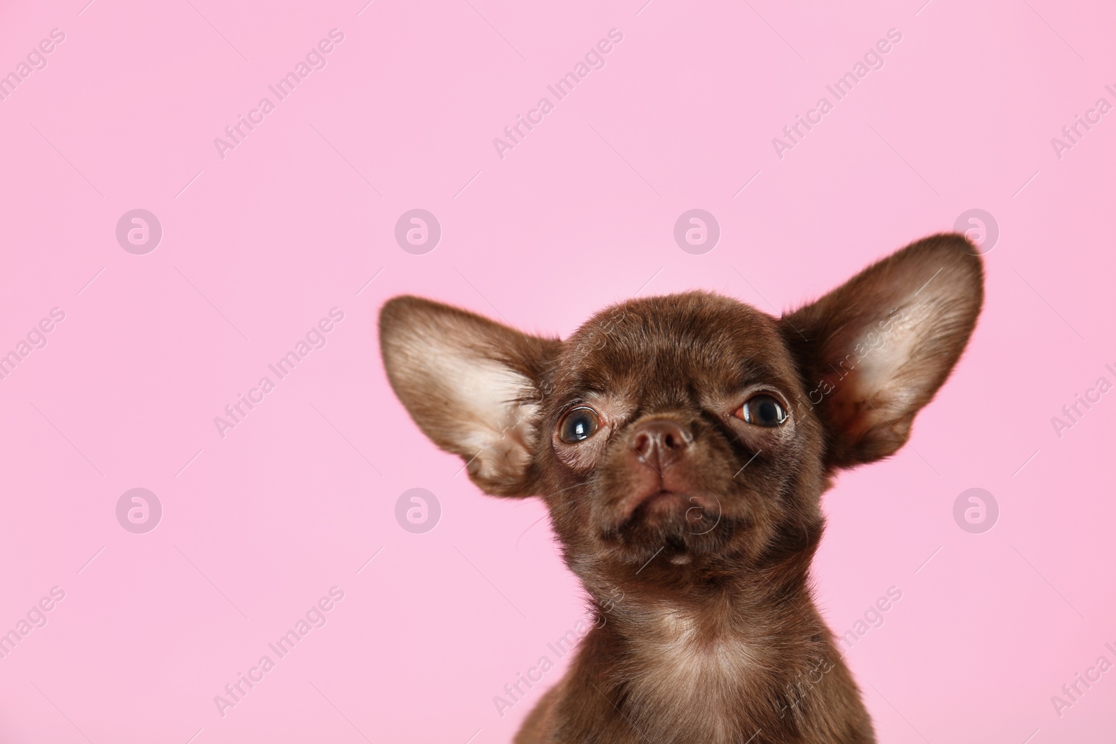 Photo of Cute small Chihuahua dog on pink background. Space for text