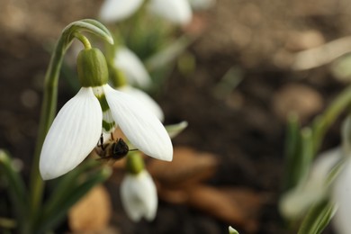 Photo of Bee pollinating beautiful snowdrop outdoors, closeup. Space for text