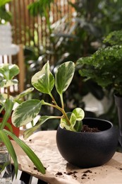 Photo of Lush exotic house plant in pot on table